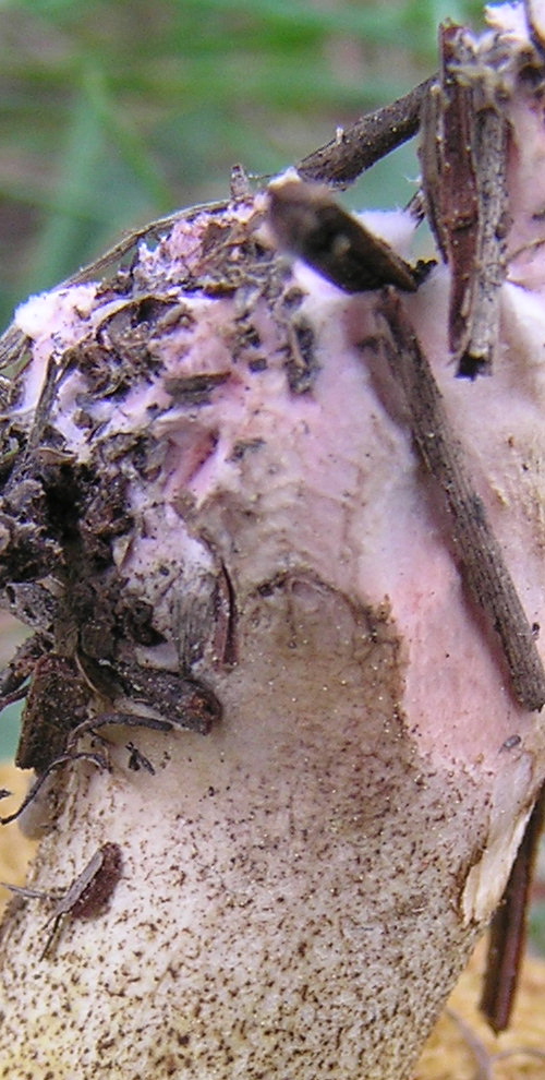 indovina il micelio?